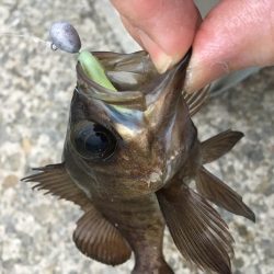 ジグ単でメバリング